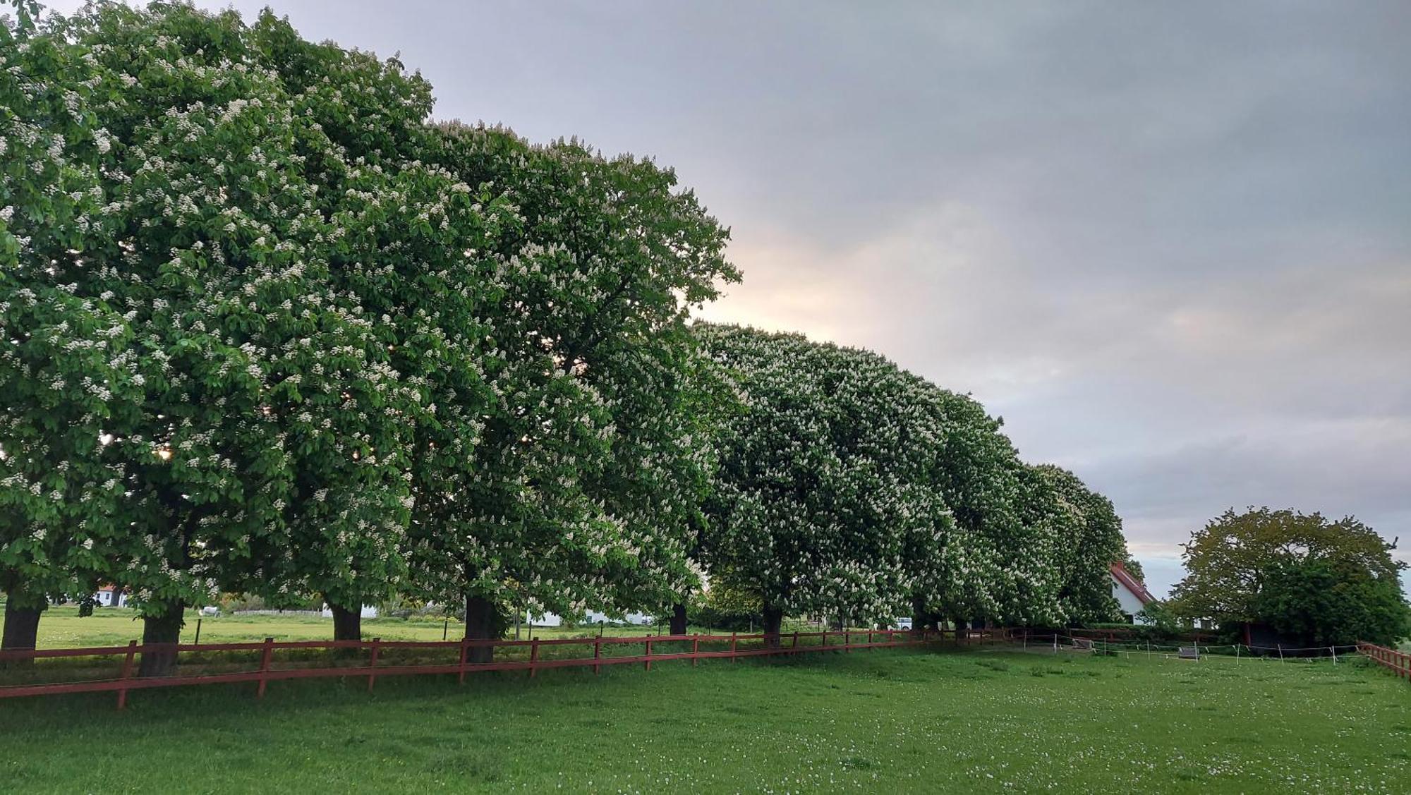 Lantligt Och Lugnt Boende Naera Natur Och Stad Svedala Esterno foto